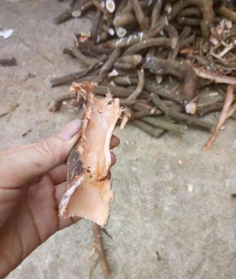 野生杜仲根，杜仲皮