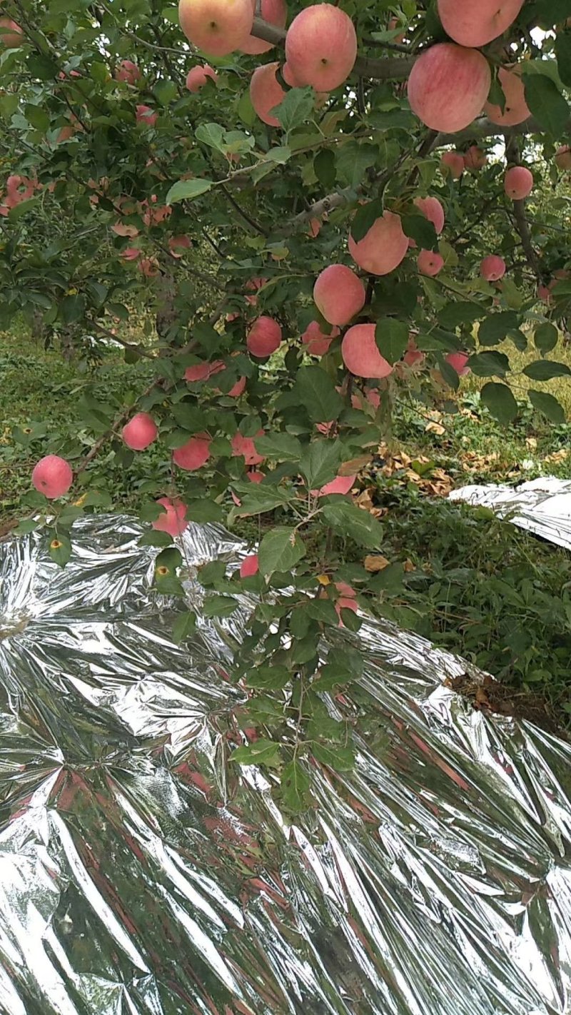 红富士苹果冰糖心套袋产地直发全国发货