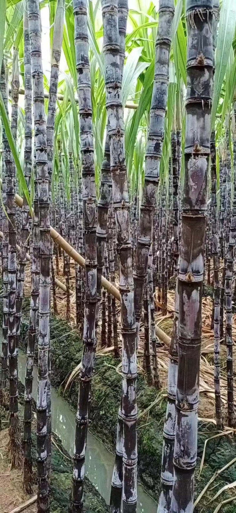 优质黑皮甘蔗产地直发