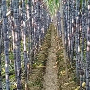 优质黑皮甘蔗产地直发