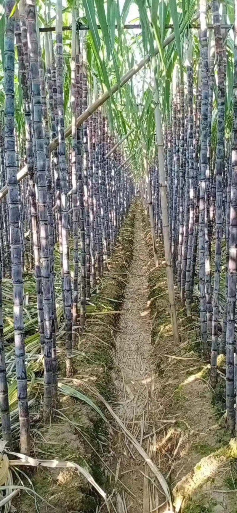 优质黑皮甘蔗产地直发