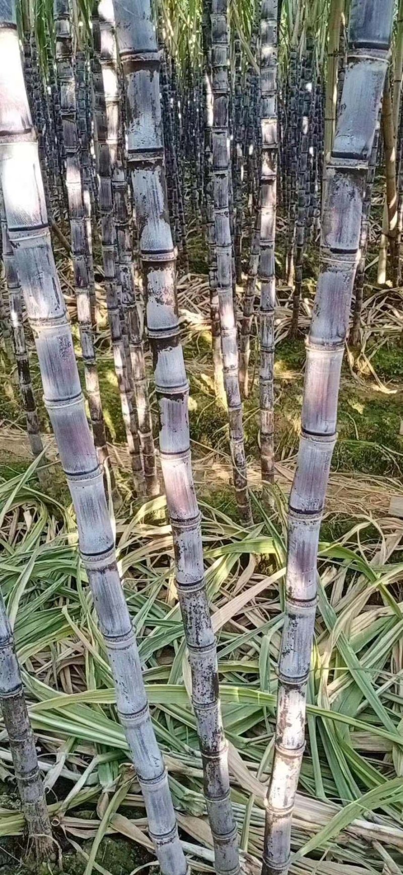 优质黑皮甘蔗产地直发