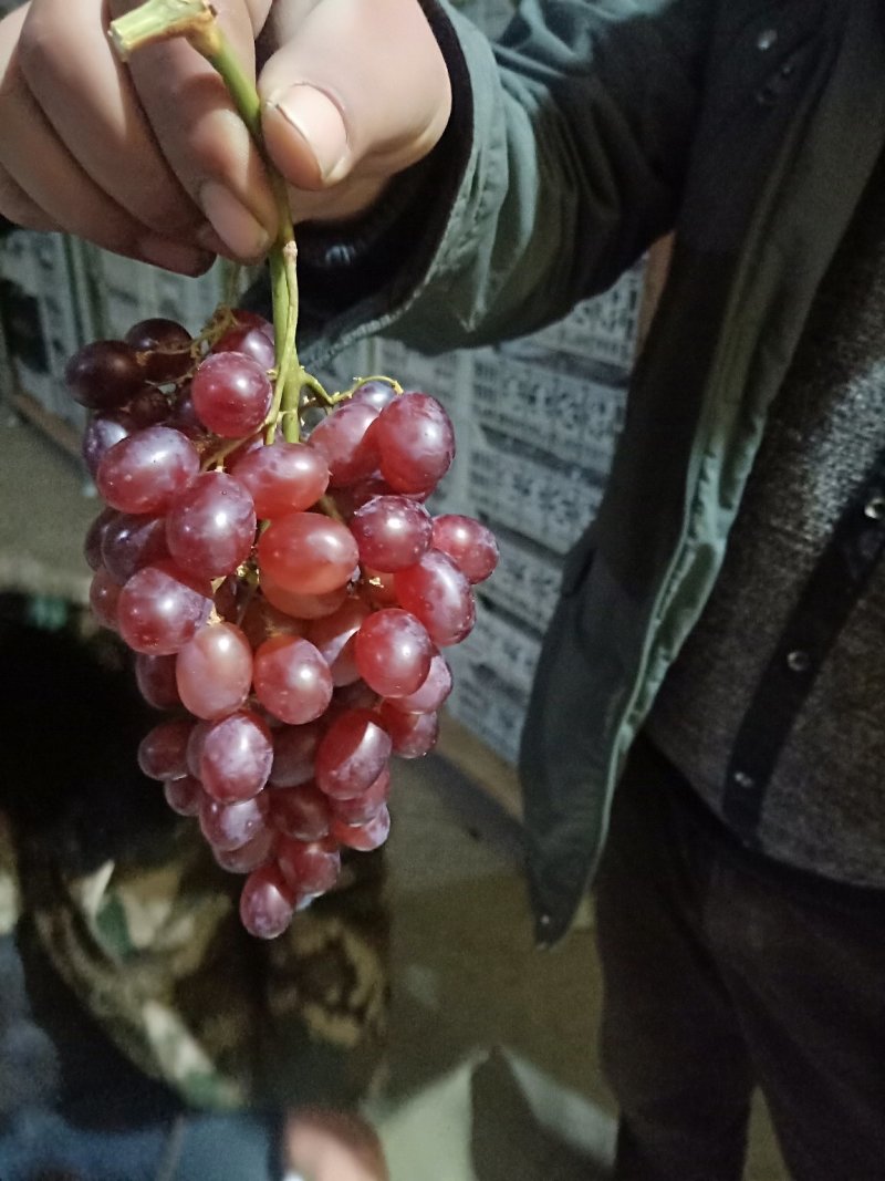 科瑞森