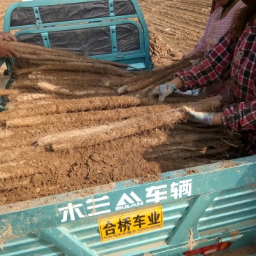 河北省邯郸市大名县，山药产业基地，欢迎客商前来收购。