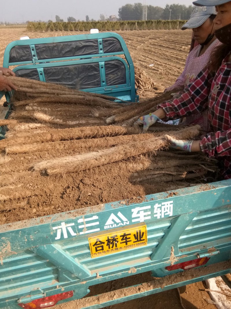 河北省邯郸市大名县，山药产业基地，欢迎客商前来收购。