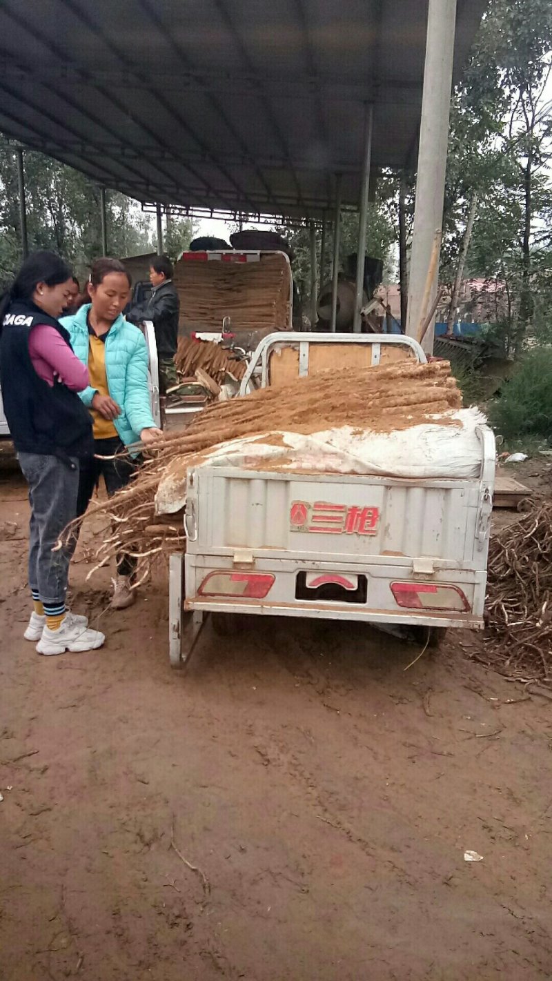 河北省邯郸市大名县，山药产业基地，欢迎客商前来收购。