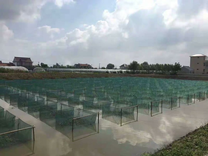 定做10目网箱带盖养殖网箱泥鳅黄鳝龙虾网螃蟹网箱养鱼网箱