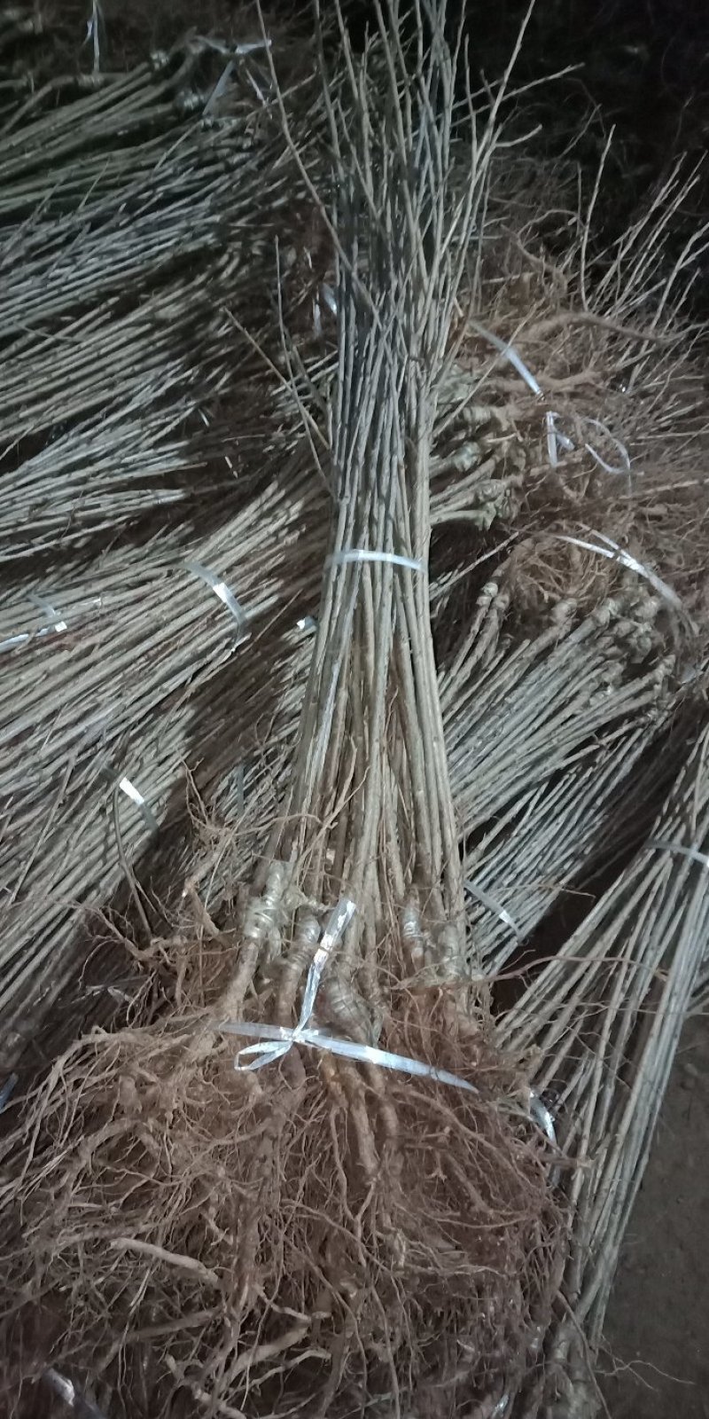 钻石之光，俄8，齐早柯迪亚鲁樱，辉煌1/5，冰糖樱，巨人