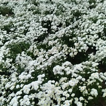 大量出售太阳白菊