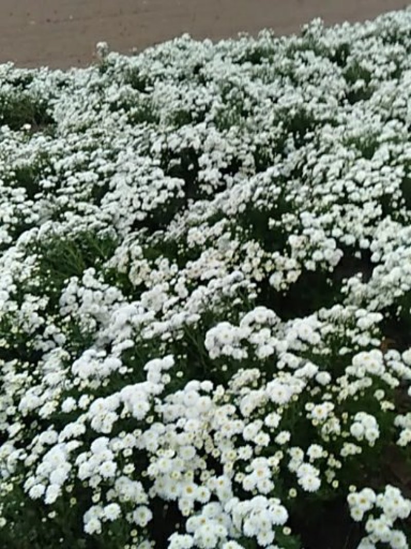 大量出售太阳白菊