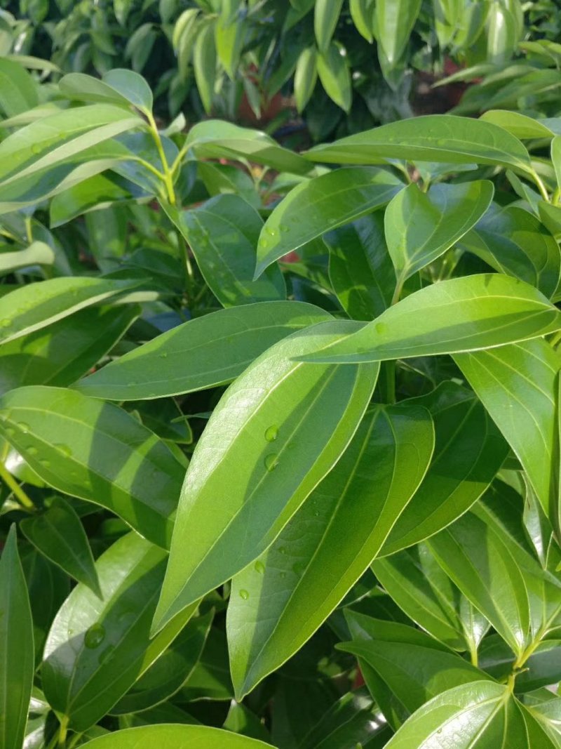 平安树