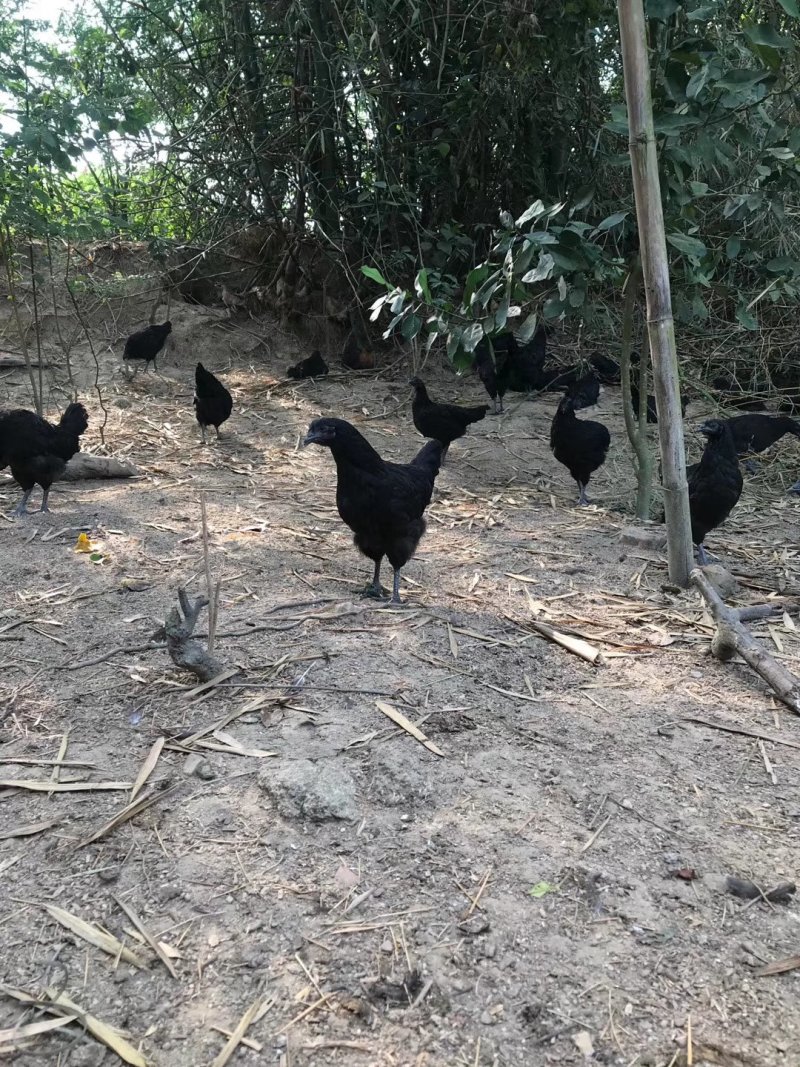 盐津乌骨黑鸡五黑鸡种蛋种蛋全国包邮包破损