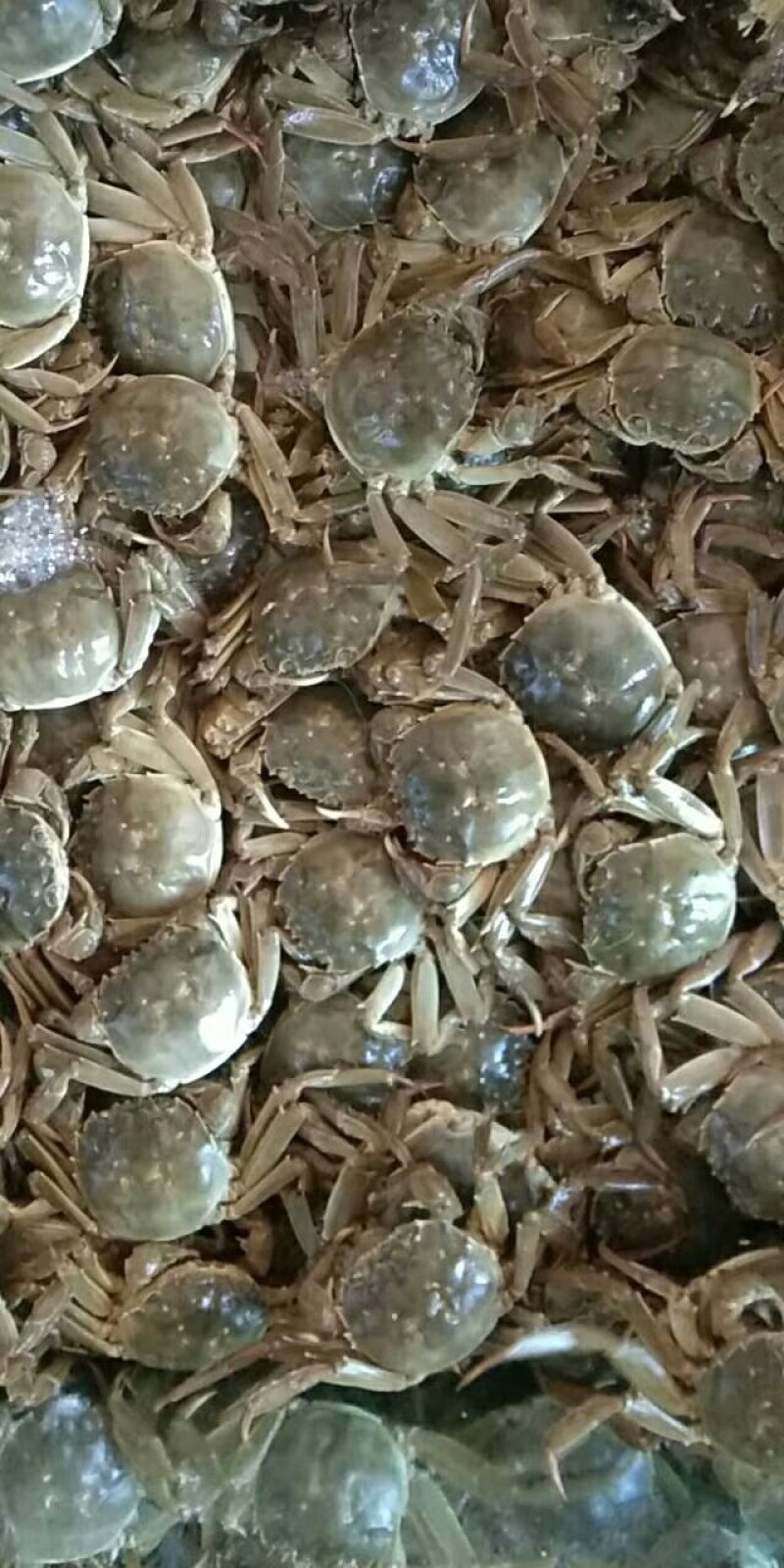 大闸蟹