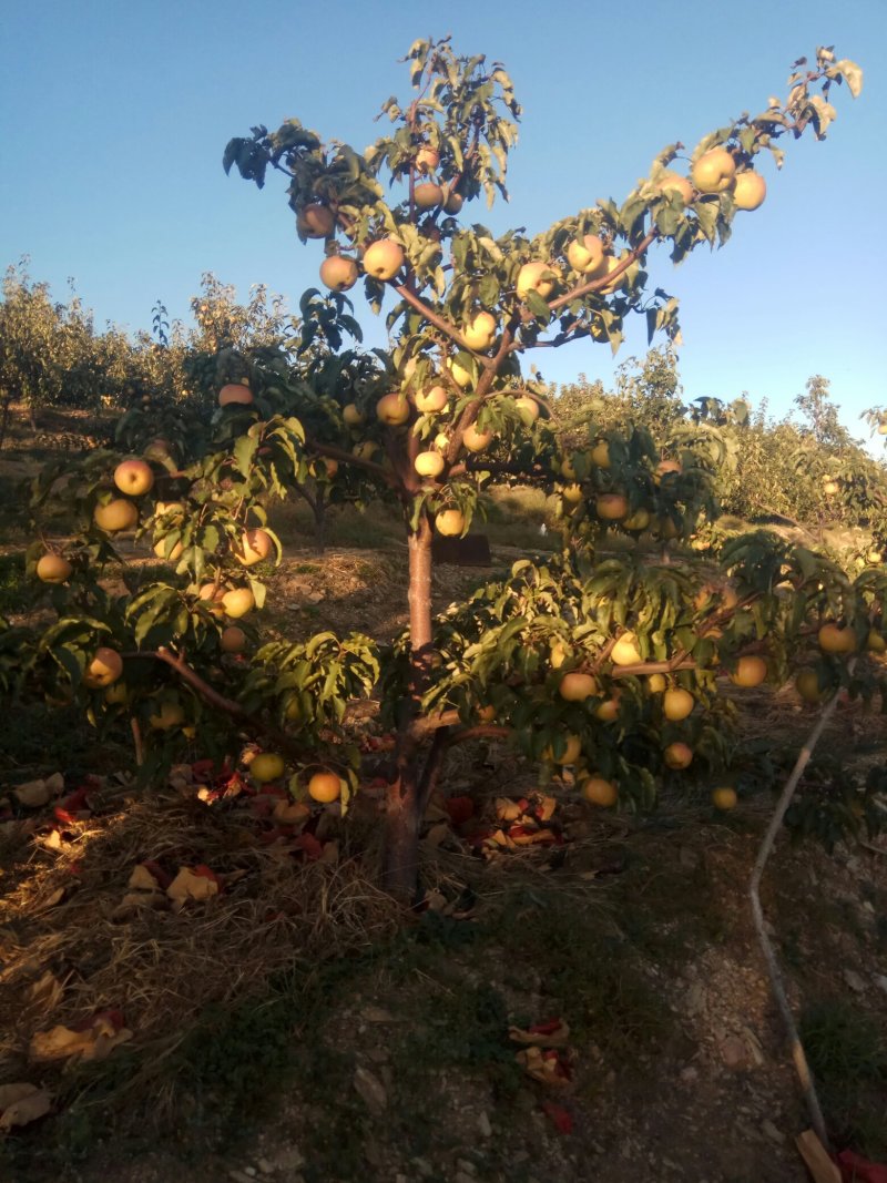 锦州市山地苹果梨大量上市，辽宁省苹果梨主产区！