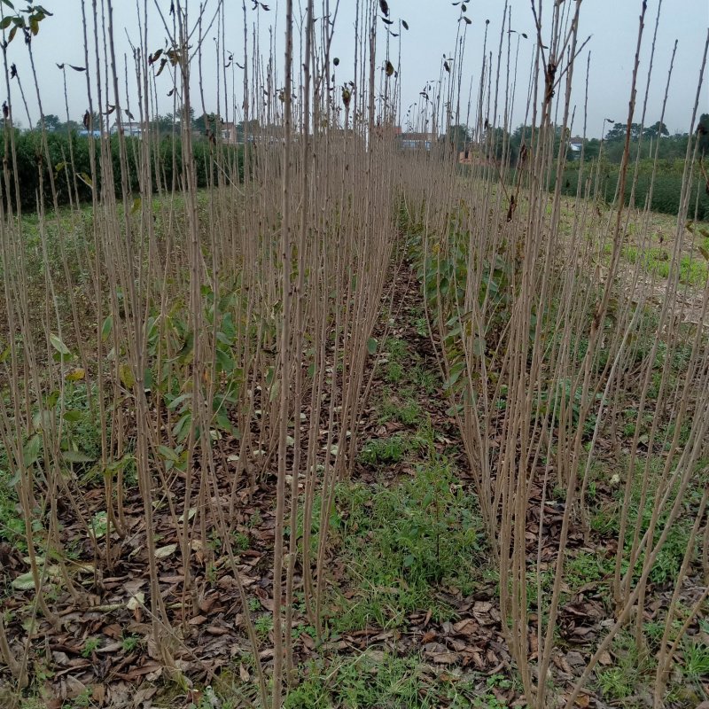 樱桃苗，乔化樱桃苗，天地一号，俄罗斯八号，丰产性好。