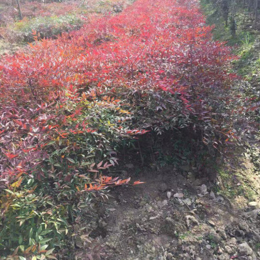 南天竹基地直销、20-50公分高量大！规格齐全