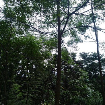 苦楝树1----15公分，有需要的联系我，具体详谈。