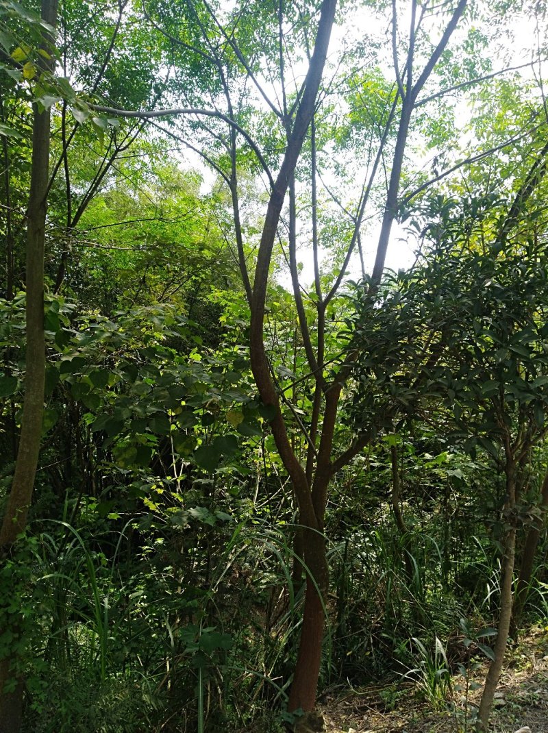 苦楝树1----15公分，有需要的联系我，具体详谈。