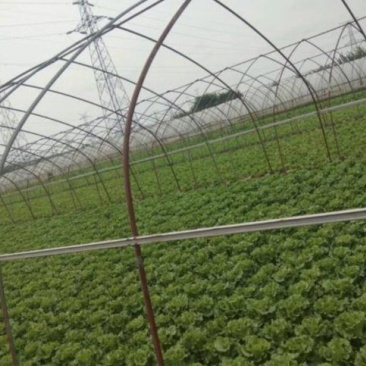 意大利四季生菜