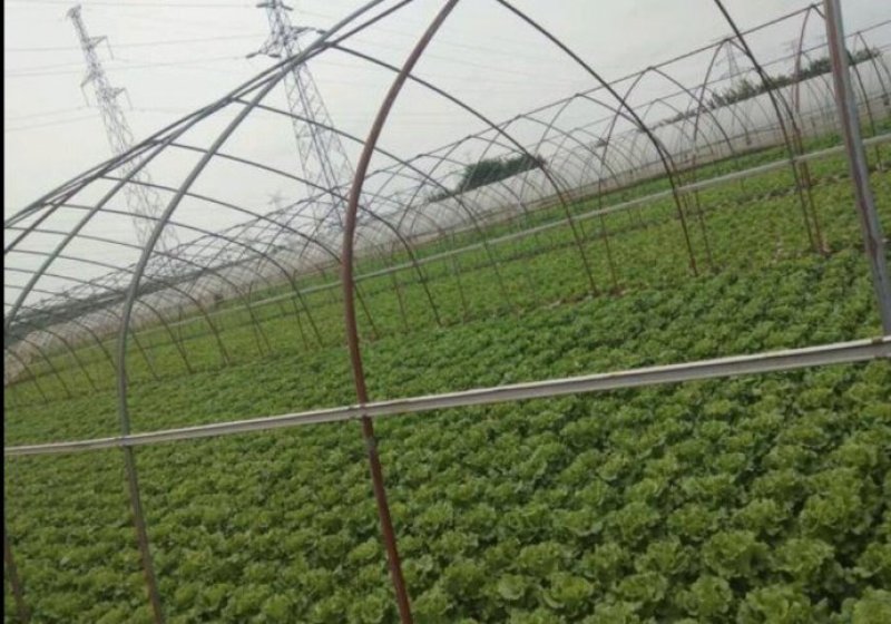 意大利四季生菜