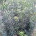 罗汉松小苗1--------10公分，有需要的联系我，具