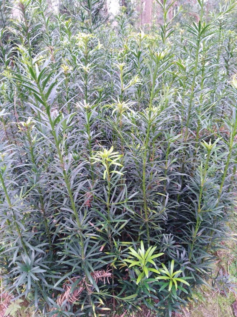 罗汉松小苗1--------10公分，有需要的联系我，具