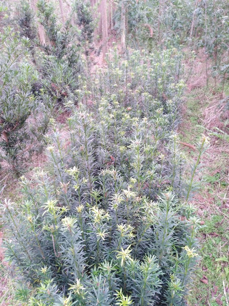 罗汉松小苗1--------10公分，有需要的联系我，具