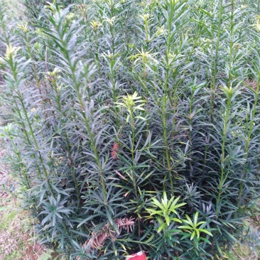 罗汉松小苗1--------10公分，有需要的联系我，具