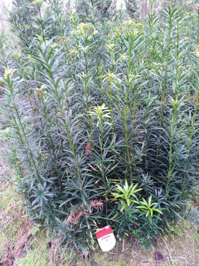罗汉松小苗1--------10公分，有需要的联系我，具