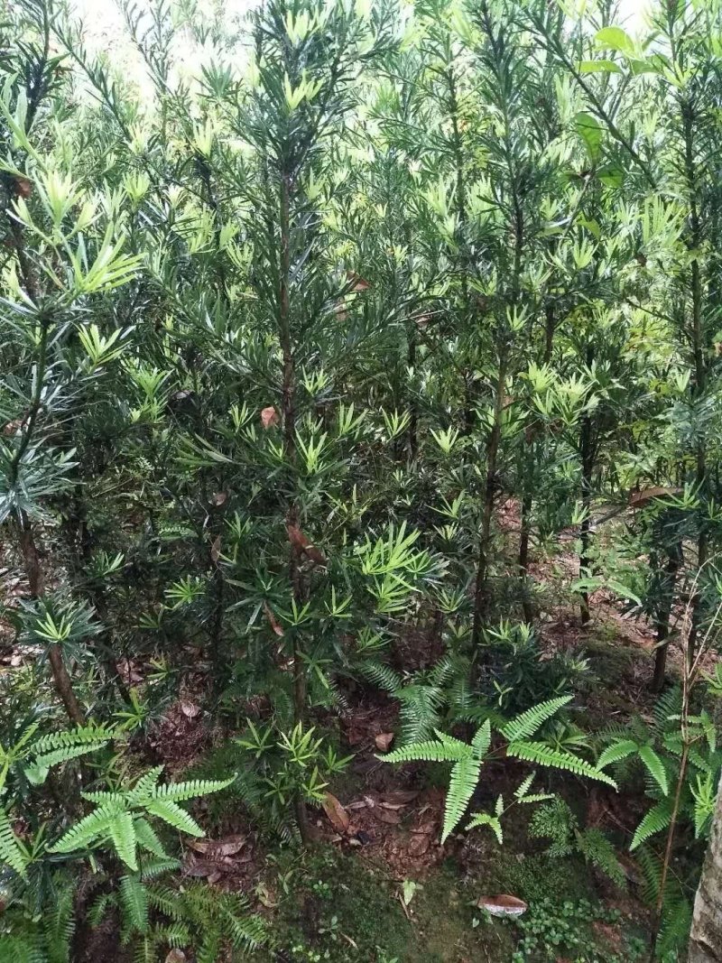 罗汉松小苗1--------10公分，有需要的联系我，具