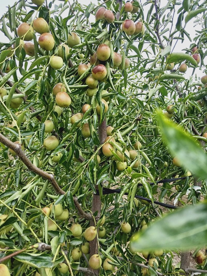 冬枣
