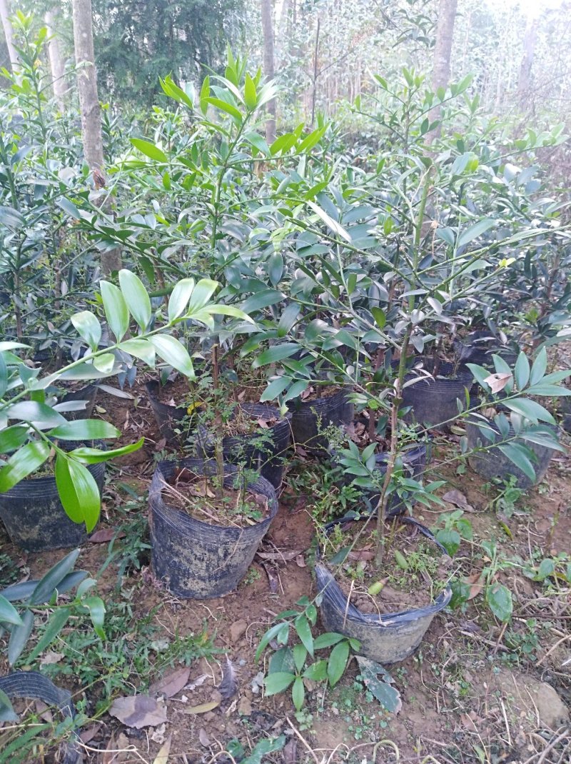 竹柏1--------10，具体价钱按要求定价