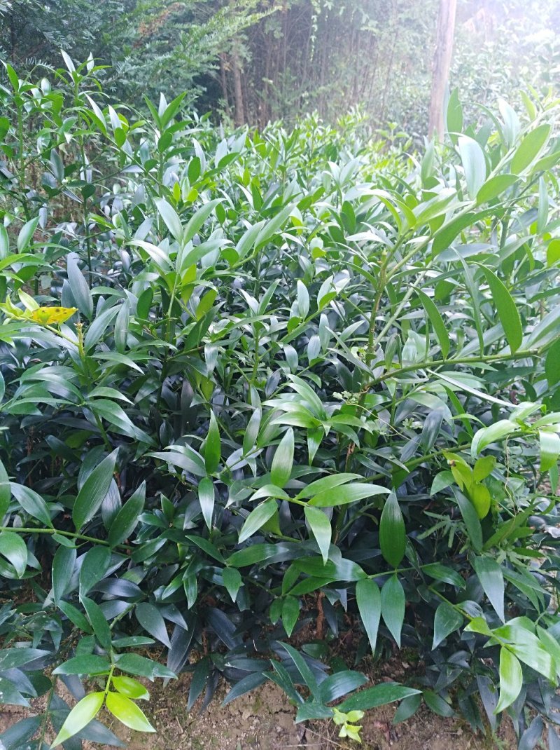 竹柏1--------10，具体价钱按要求定价