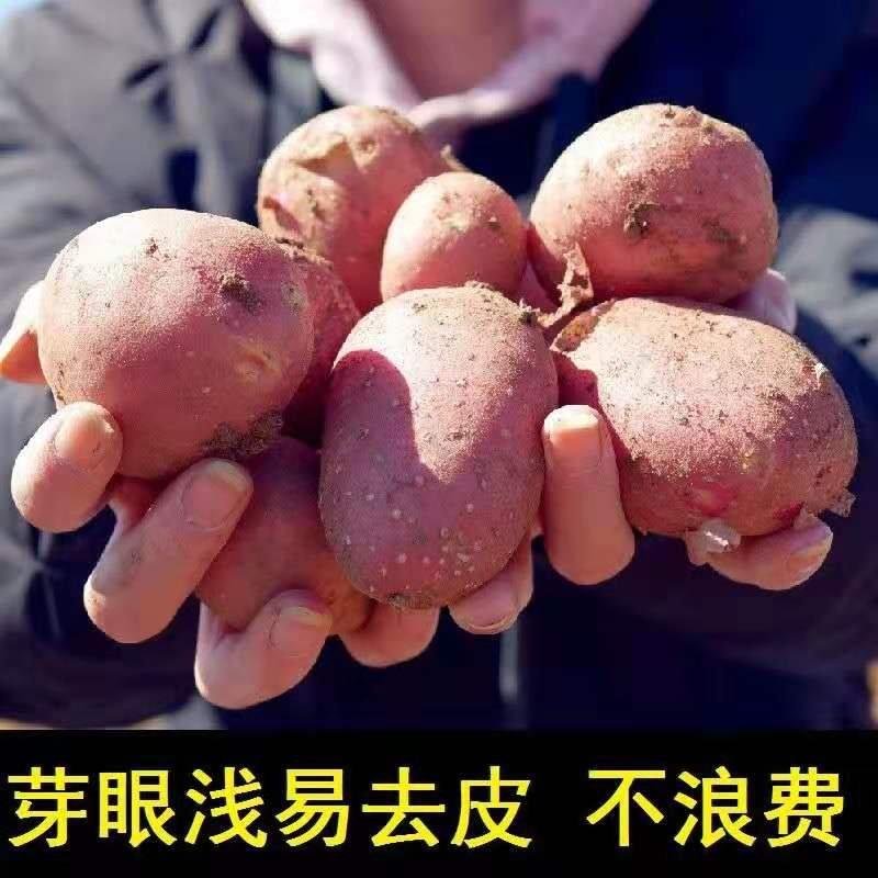 内蒙古武川县川尹2号红皮土豆
