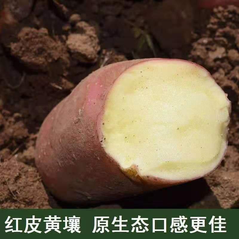 内蒙古武川县川尹2号红皮土豆