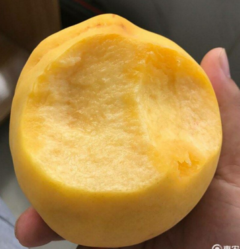 芒果味黄桃，芒果味浓郁，嫁接苗，质量保证