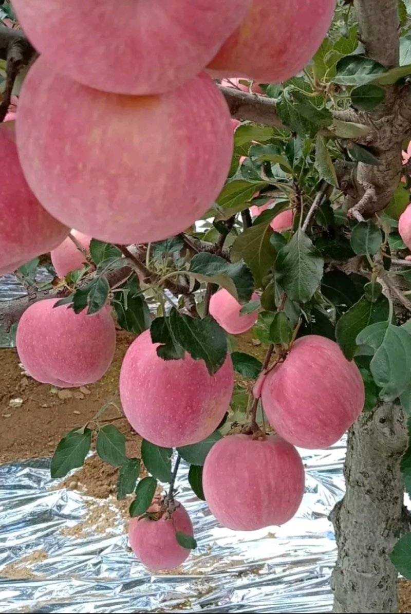 映霜红