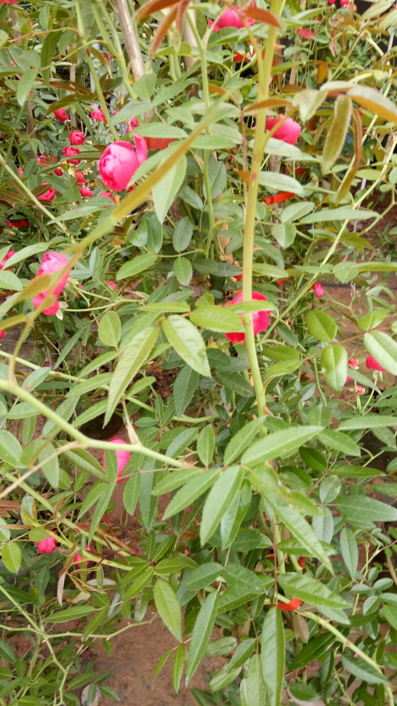 正宗三季花爬藤2米高红木香花苞爆满非常红适合庭院阳台种值
