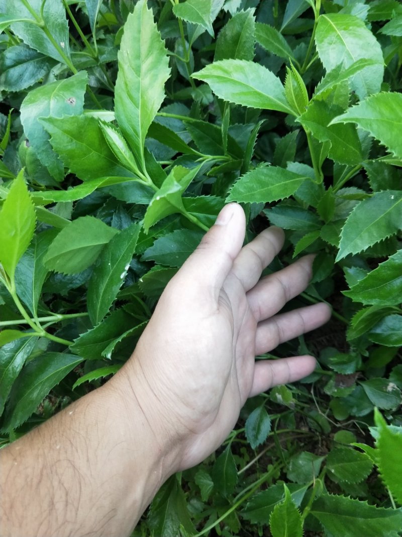 草珊瑚种苗，基地直供免费提供育苗种植技术及回收