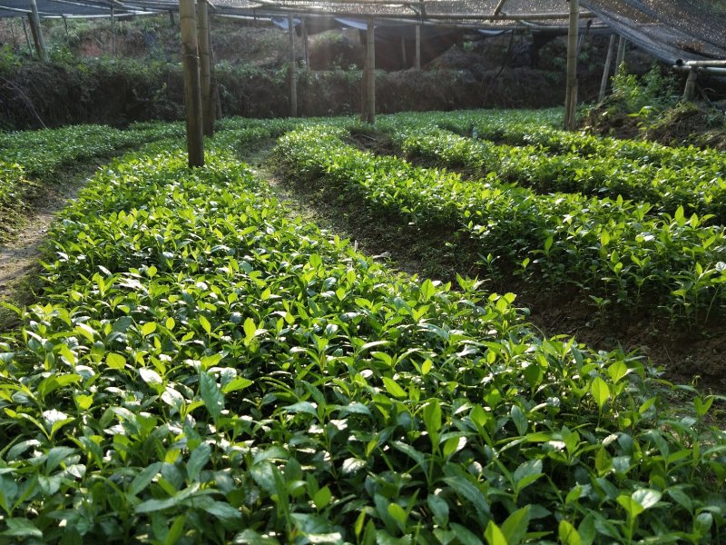 草珊瑚种苗，基地直供免费提供育苗种植技术及回收