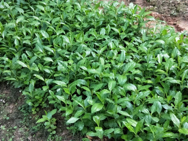 草珊瑚种苗，基地直供免费提供育苗种植技术及回收