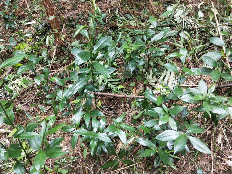 草珊瑚种苗，基地直供免费提供育苗种植技术及回收