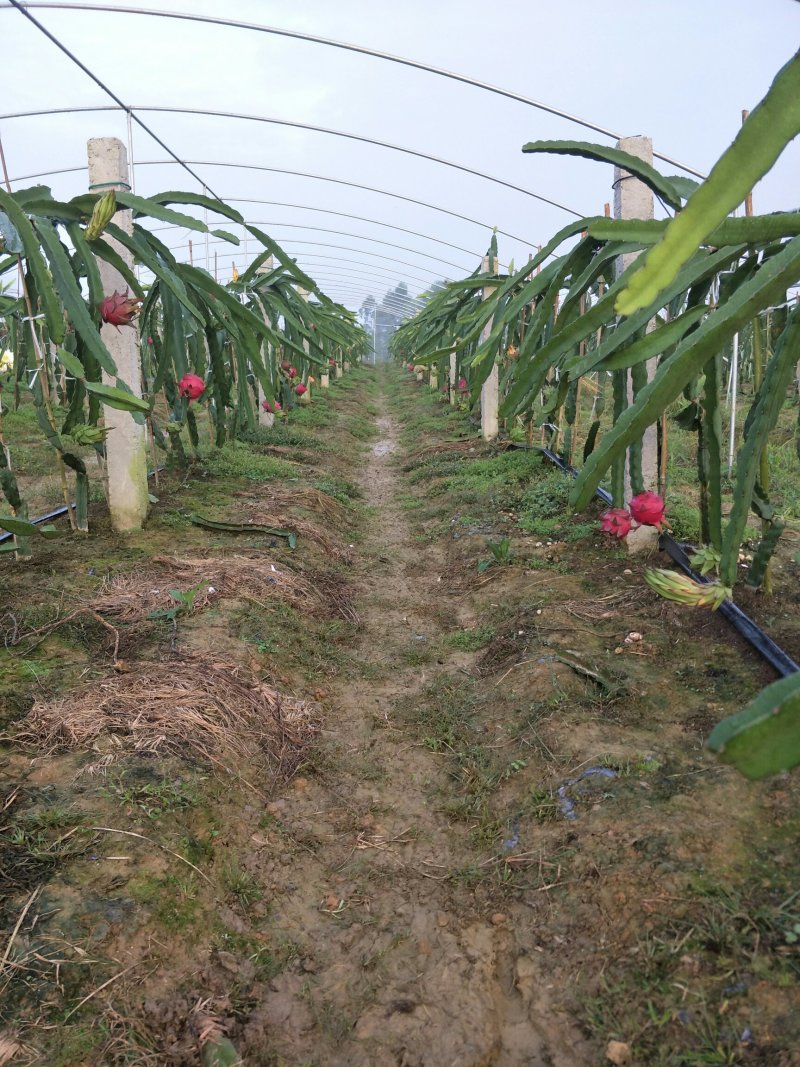 华鑫家庭农场，农场出售优质火龙果，火龙果苗，提供技术