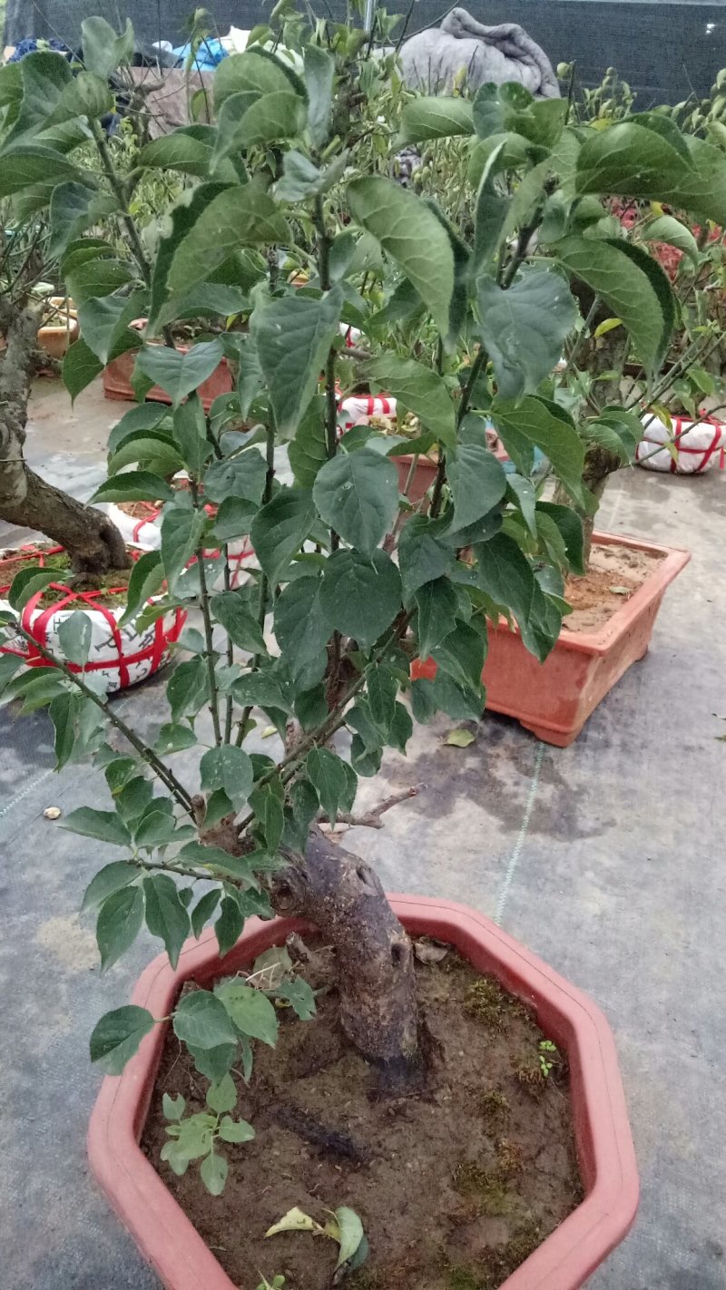 朱砂梅盆景原盆土发包成活对版开花非常红适合庭院阳台摆放