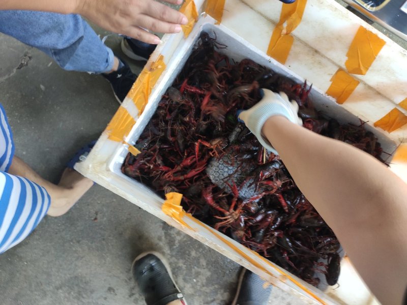 洪湖清水小龙虾，精养虾，纯青虾，产地一手货源