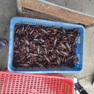 洪湖清水小龙虾，精养虾，纯青虾，产地一手货源
