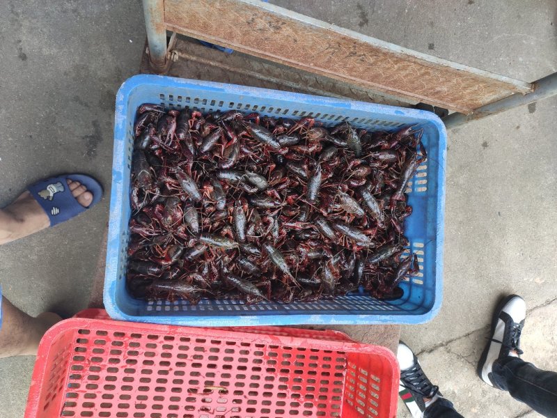 洪湖清水小龙虾，精养虾，纯青虾，产地一手货源