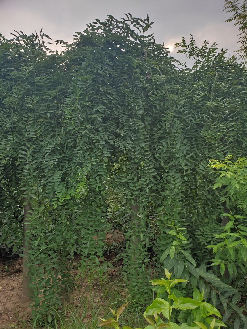 龙爪槐