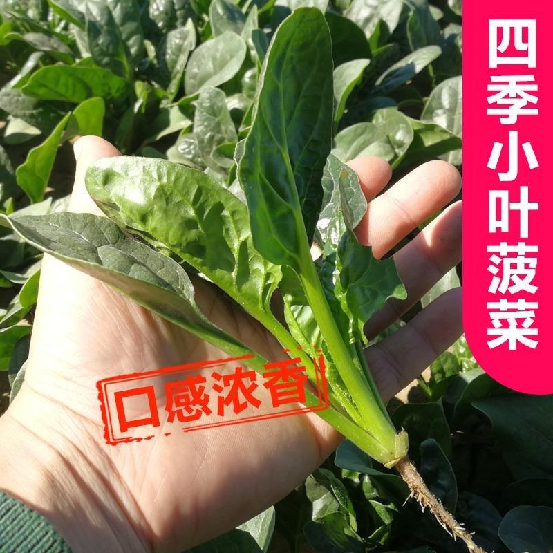 菠菜种子小青菜波菜阳台四季秋冬蔬菜种籽孑下半年菜种菜籽红