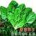 菠菜种子小青菜波菜阳台四季秋冬蔬菜种籽孑下半年菜种菜籽红